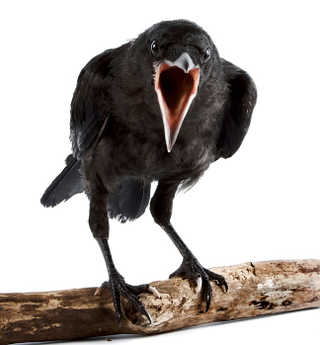 Illustration for article titled How did crows develop a social safety net?